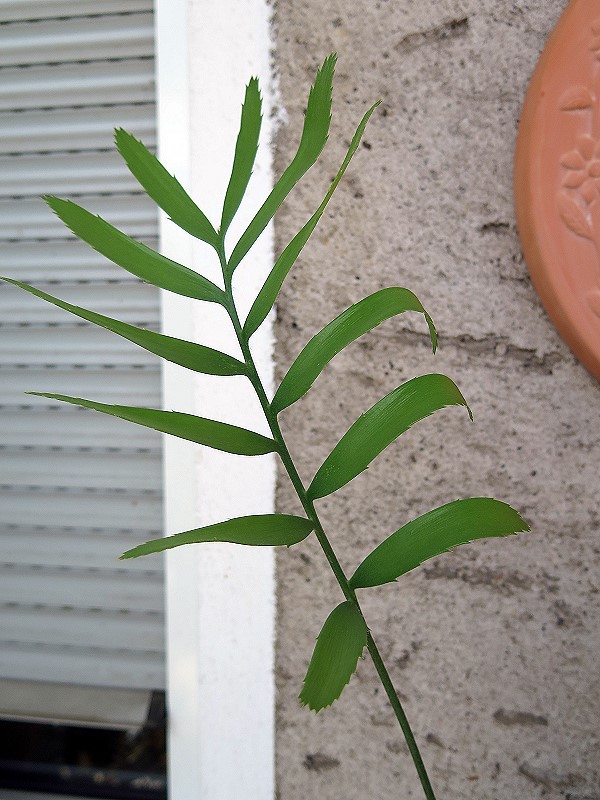 Encephalartos septentrionalis